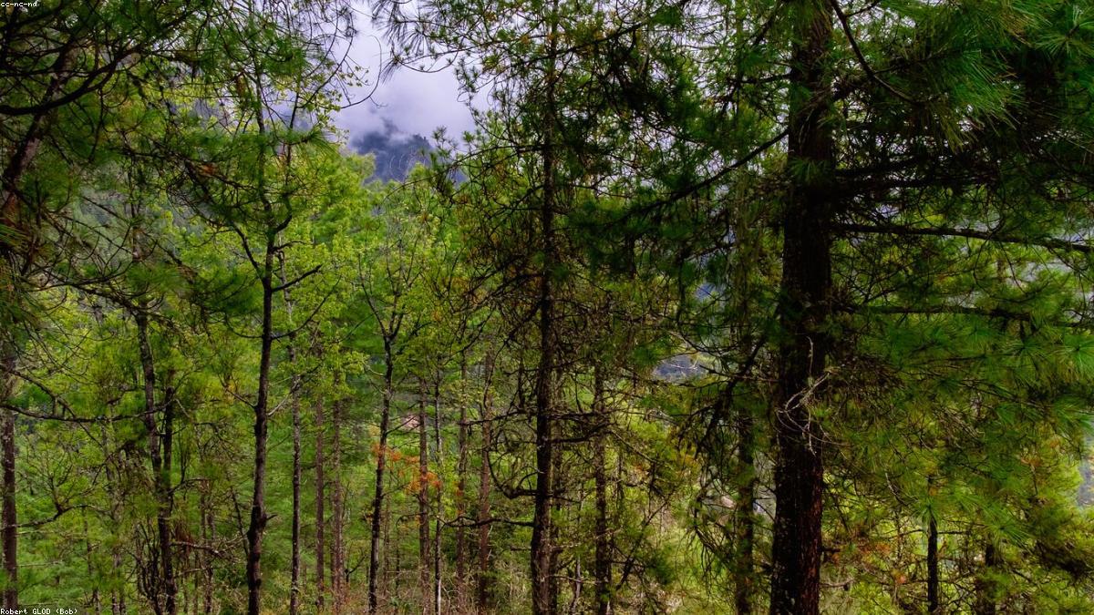 Wildlife Corridor Project Restores Tiger Habitat Across Central India